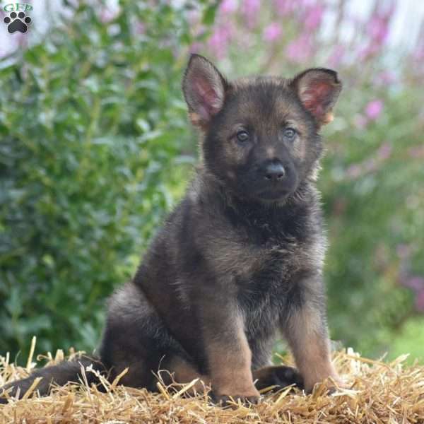 Esther, German Shepherd Puppy